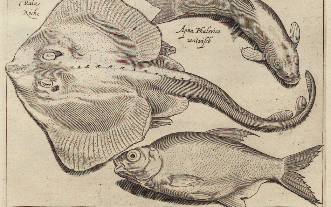 A New History of Fishes. A long-term approach to fishes in science and culture, 1550-1880